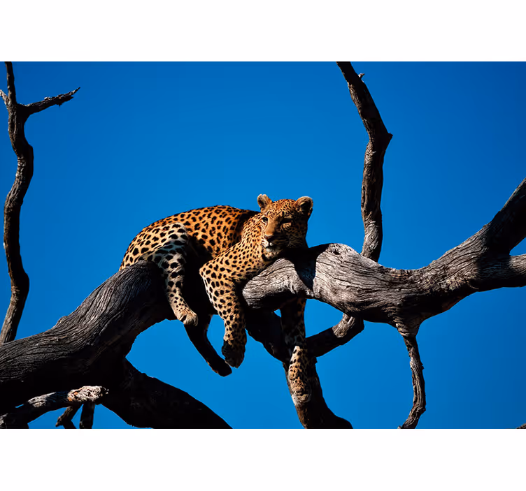 Leopard on Branch animal wall mural - TenStickers