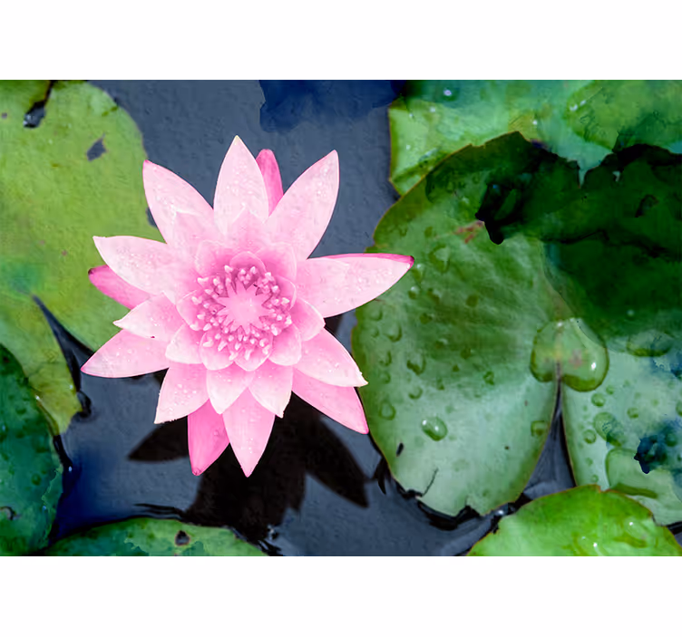 Pink Lotus Blossom flower mural - TenStickers