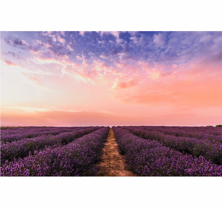 Lavender Field Sunset flower mural - TenStickers