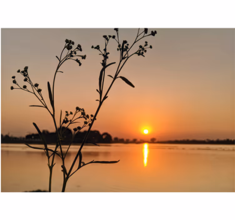 Sunset Silhouette Blossoms nature wall mural - TenStickers