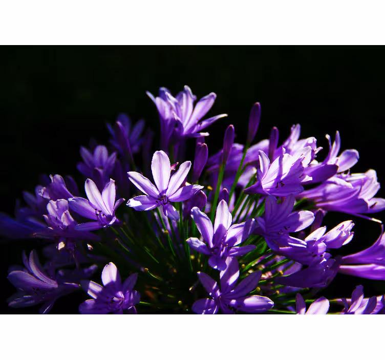 Purple Floral Beauty flower mural - TenStickers