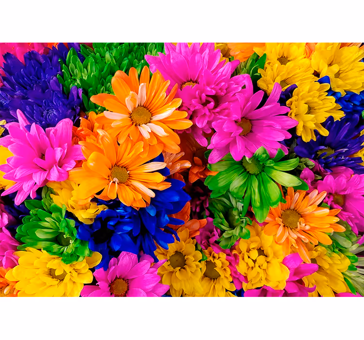 Colorful chrysanthemum wall mural - TenStickers