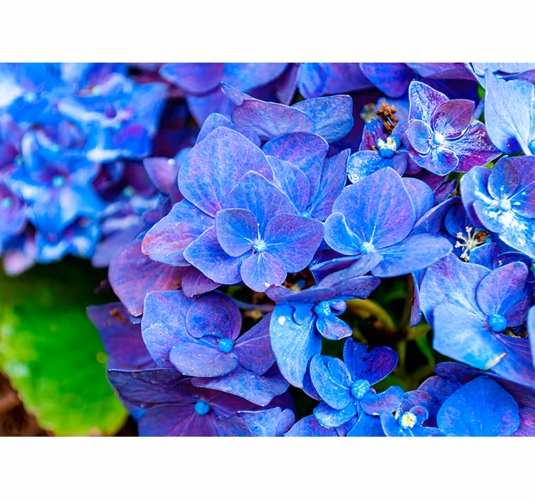 Vibrant Hydrangea Blooms flower mural - TenStickers