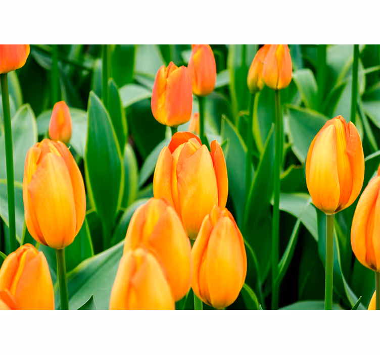 Orange tulip flowers tulip wall mural - TenStickers