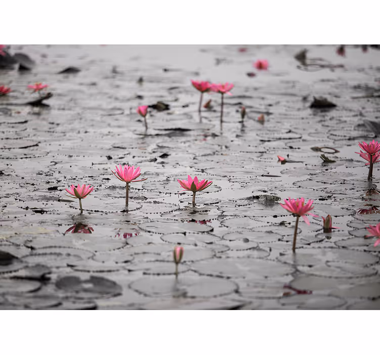 Flower mural pink lotus blossoms - TenStickers
