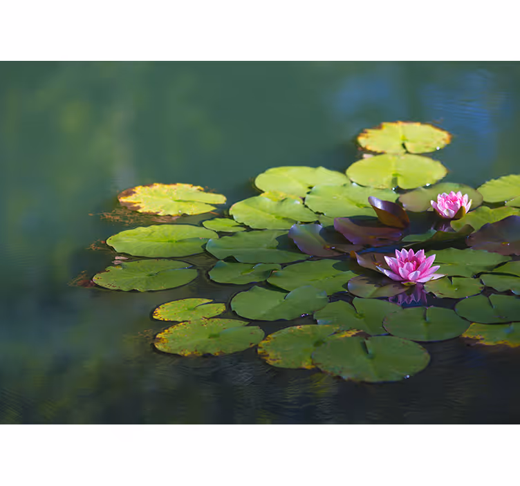 Water Lily Blooms flower mural - TenStickers