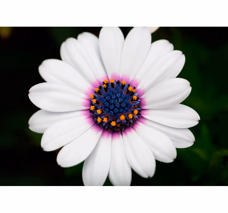 White and purple daisy wall mural - TenStickers