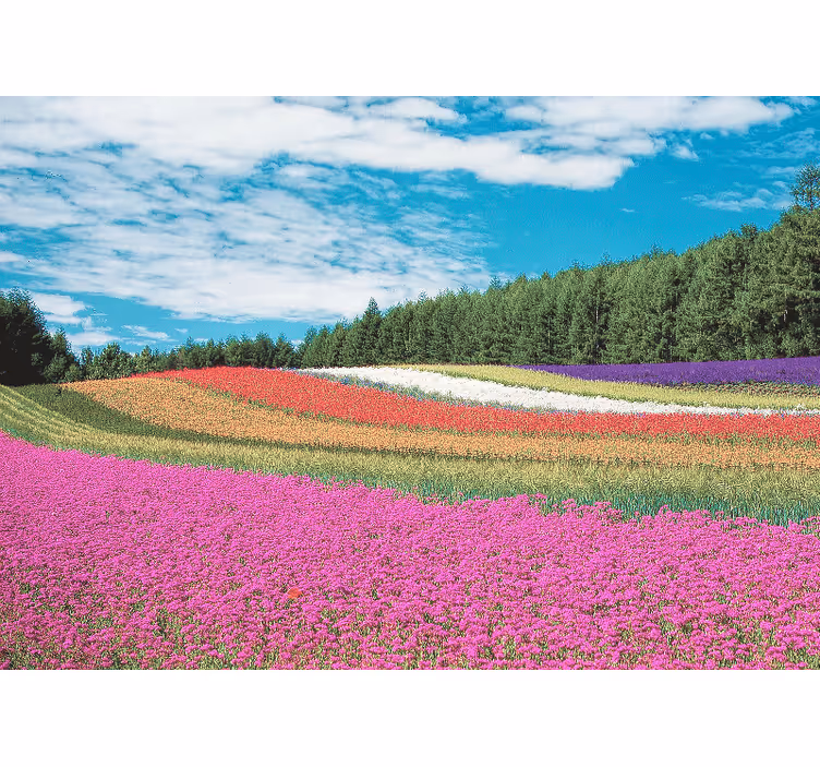 Very colourful flower field wall mural - TenStickers