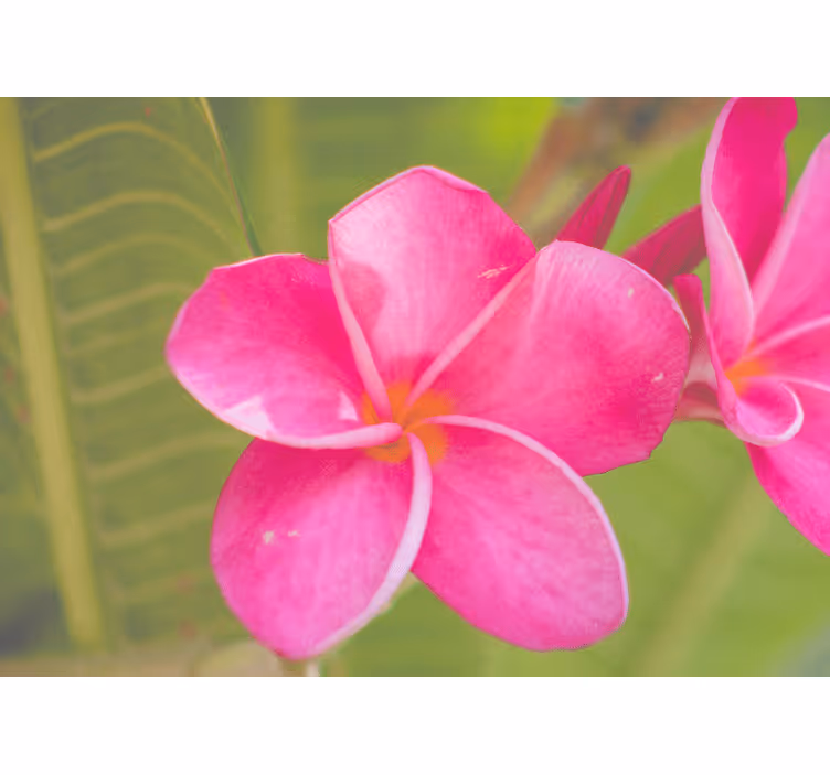 Flower mural in pink floral accent - TenStickers