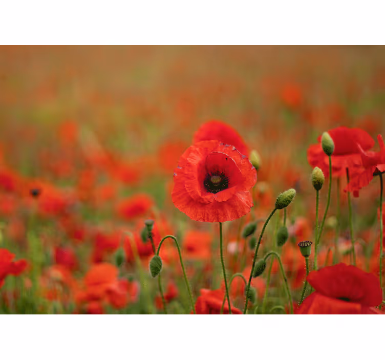 Poppy wall mural lively poppy flowers - TenStickers
