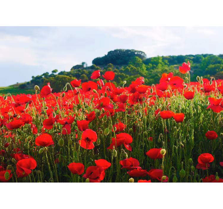Red and green poppy field Poppy Wall Mural - TenStickers