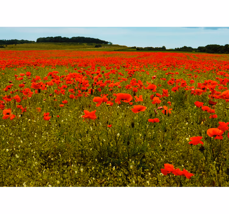 Long poppy field Poppy Wall Mural - TenStickers