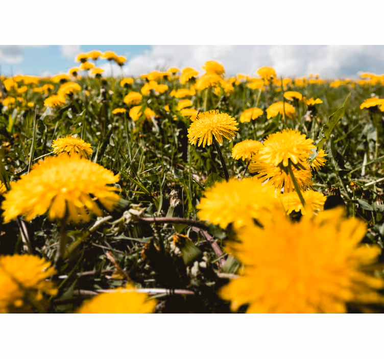 Dandelion mural dandelion field view - TenStickers