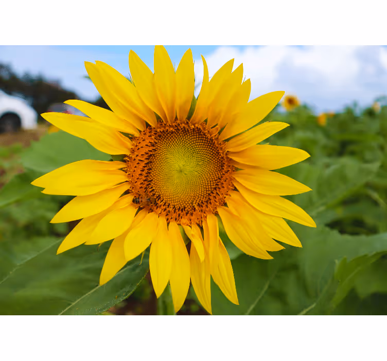 Flower mural sunflower blooming beauty - TenStickers