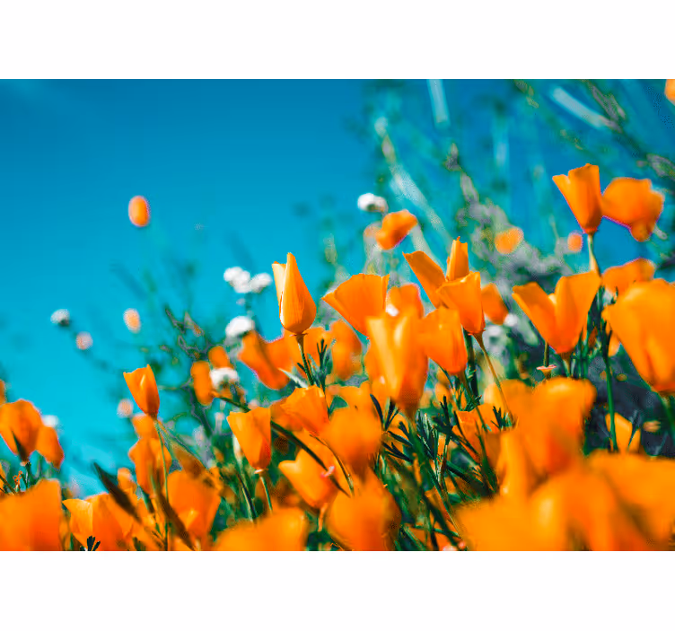 Orange flower field wall mural - TenStickers