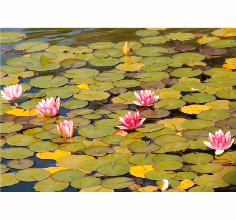 Flower mural water lily blooms - TenStickers