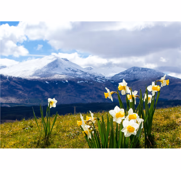 Flower mural daffodils on mountains design - TenStickers