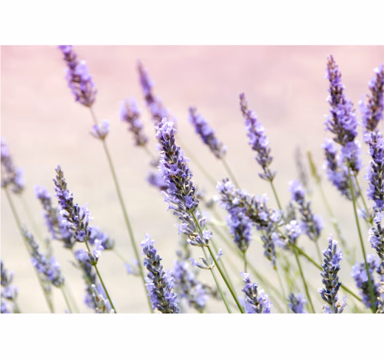 Flower mural lavender floral elegance - TenStickers