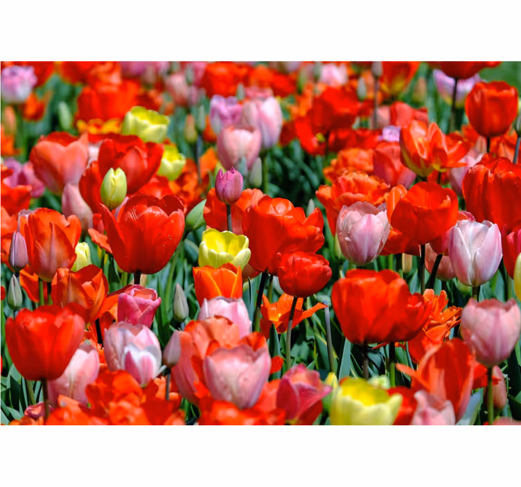 Flower mural colorful tulip meadow - TenStickers
