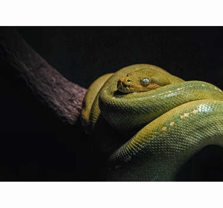 Animal wall mural emerald green python - TenStickers
