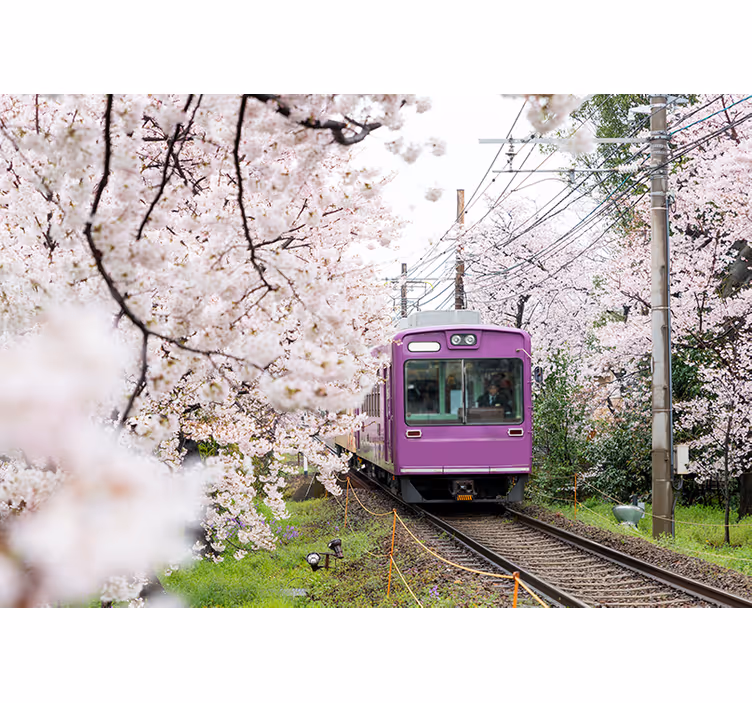 City wall mural cherry blossom train - TenStickers