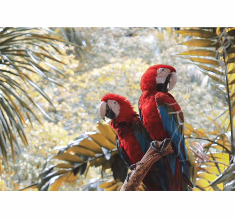 Animal wall mural scarlet macaw pair - TenStickers
