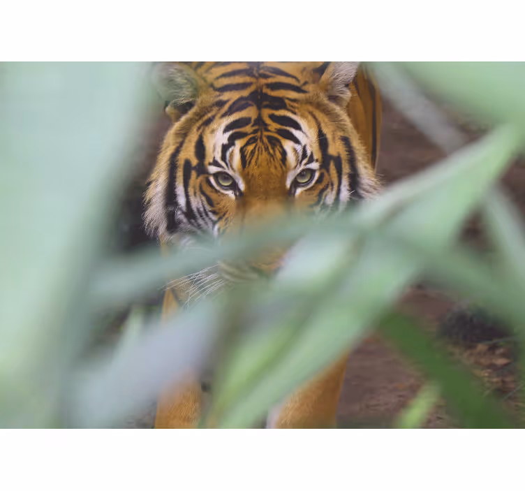 Animal wall mural tiger in wilderness - TenStickers