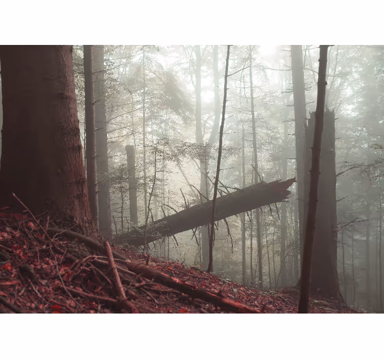 Forest wall mural misty woodland view - TenStickers