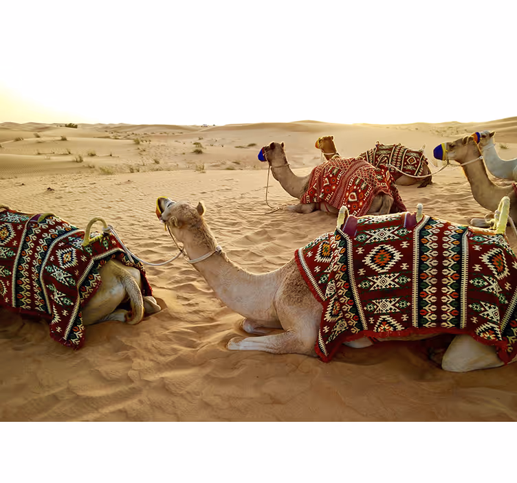 Desert mural camels in the desert - TenStickers