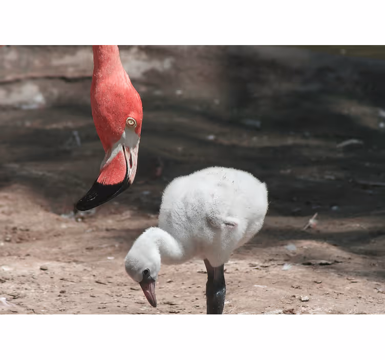 Animal wall mural flamingo chick - TenStickers