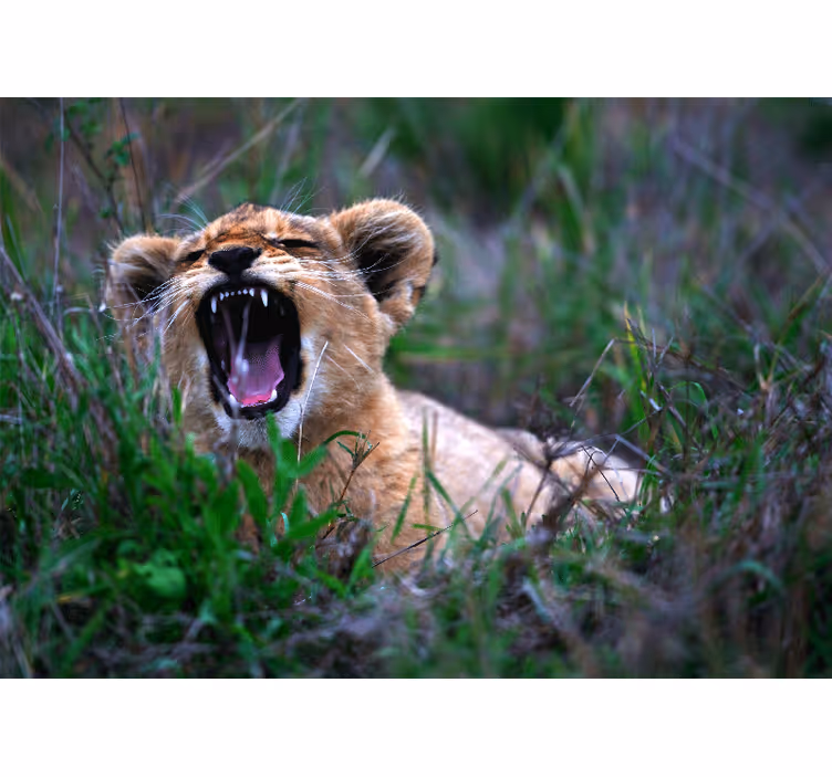 Lion mural roaring lion cub art decor - TenStickers