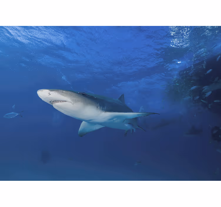 Animal wall mural majestic shark exploration - TenStickers