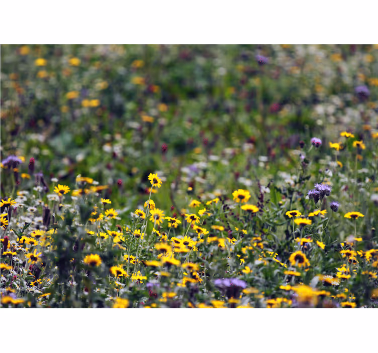 Flower mural sunny meadow blossoms - TenStickers