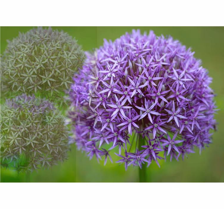 Poppy wall mural purple flower arrangement - TenStickers
