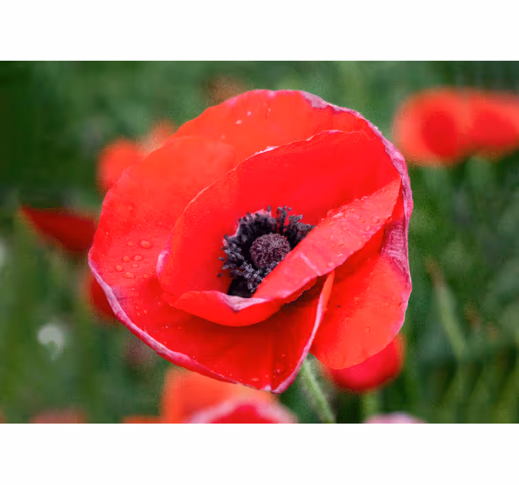 Poppy wall mural red poppy blossom - TenStickers
