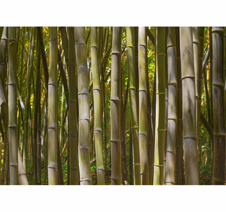 Bamboo wall mural serene bamboo grove - TenStickers