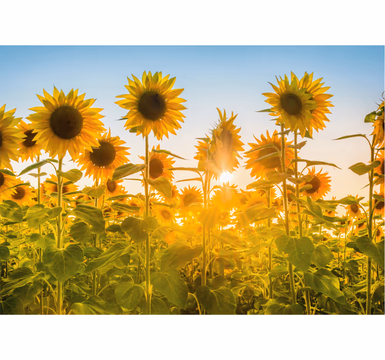 Sunflowers field in sunrise wall mural - TenStickers