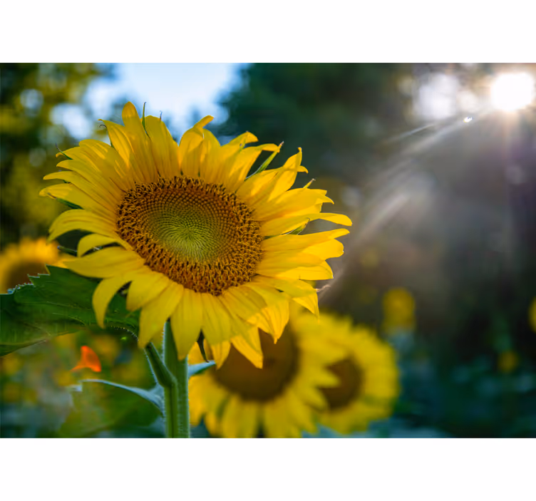 Flower mural sunflower blooming bright - TenStickers