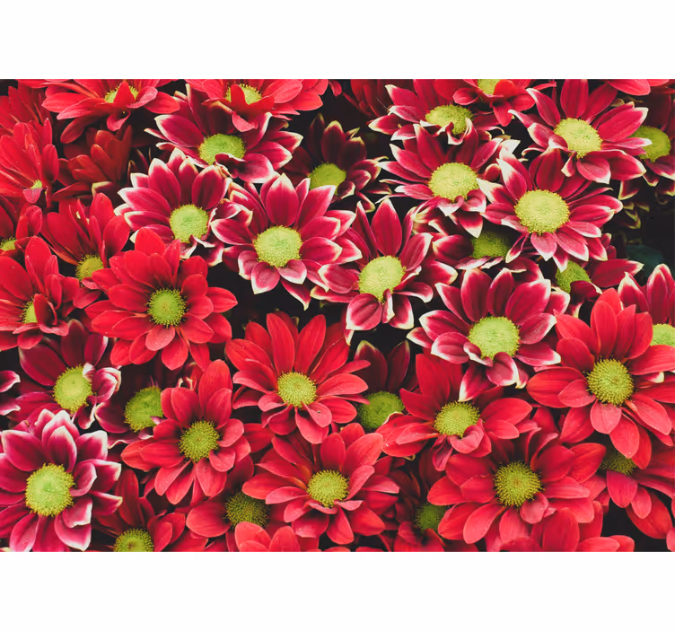 Flower mural crimson blossom arrangement - TenStickers