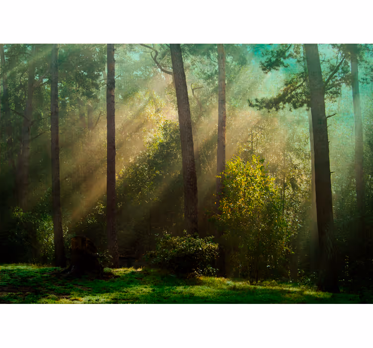 Forest wall mural enchanting woodland scene - TenStickers