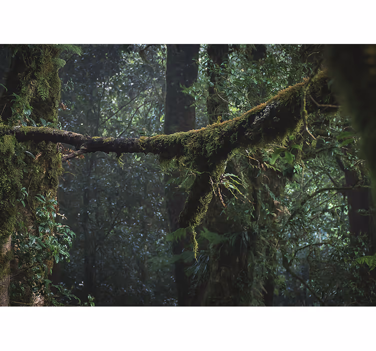Forest wall mural lush green tree canopy - TenStickers