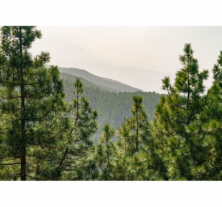 Nature wall mural lush green landscape - TenStickers