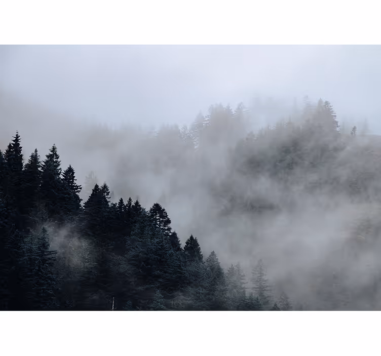 Misty humid landscape forest wall mural - TenStickers
