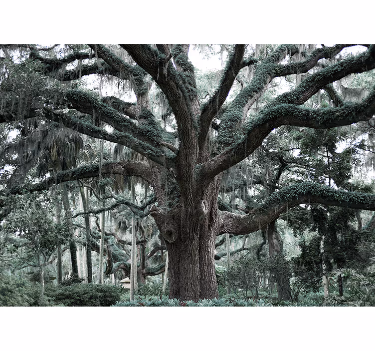 Majestic oak branches tree mural - TenStickers