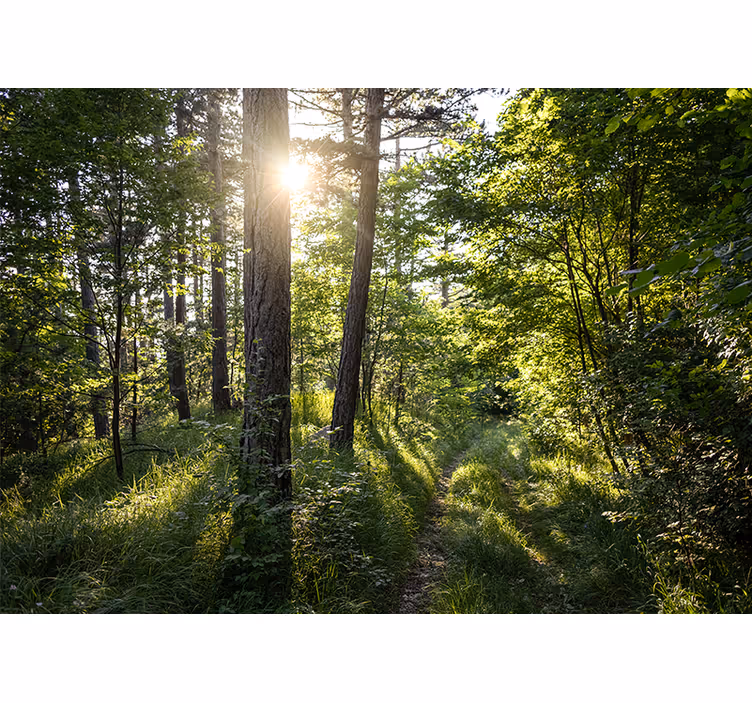 Nature wall mural luminous forest path - TenStickers