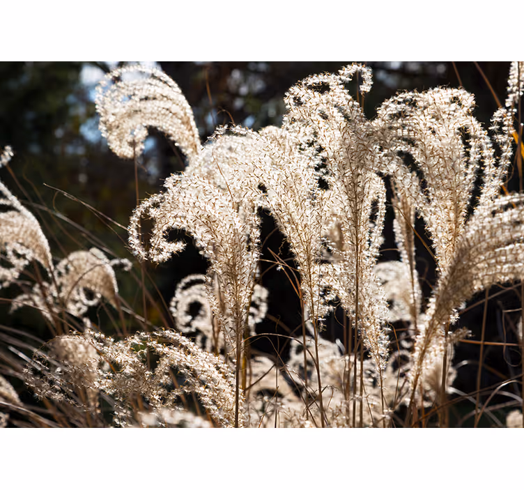 Golden colored pampasgrass nature wall mural - TenStickers