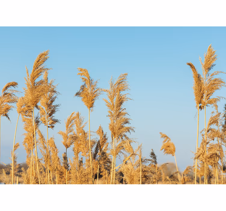 Nature wall mural golden grass plains - TenStickers