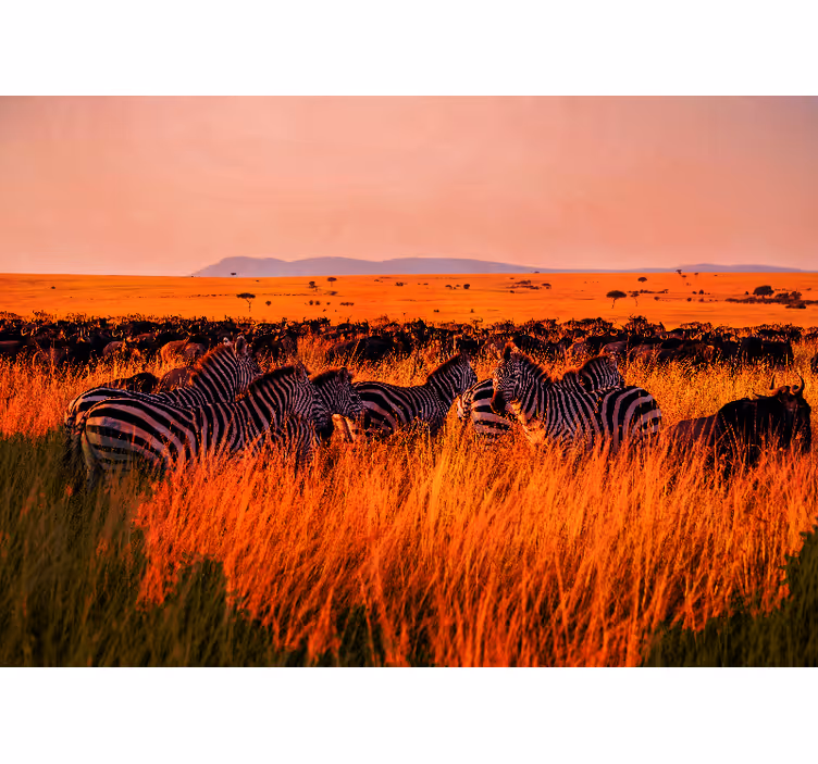 Nature wall mural zebras in serengeti - TenStickers