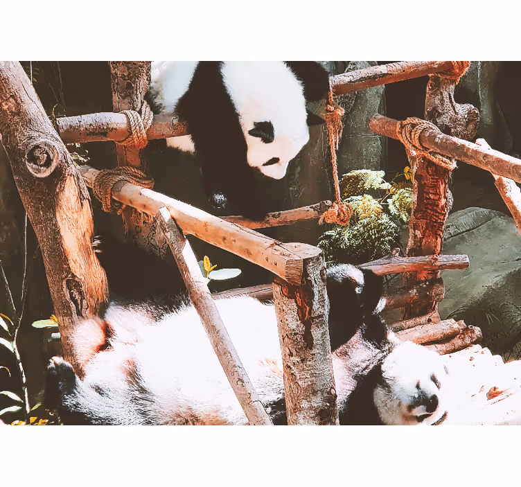 Animal wall mural panda playtime scene - TenStickers