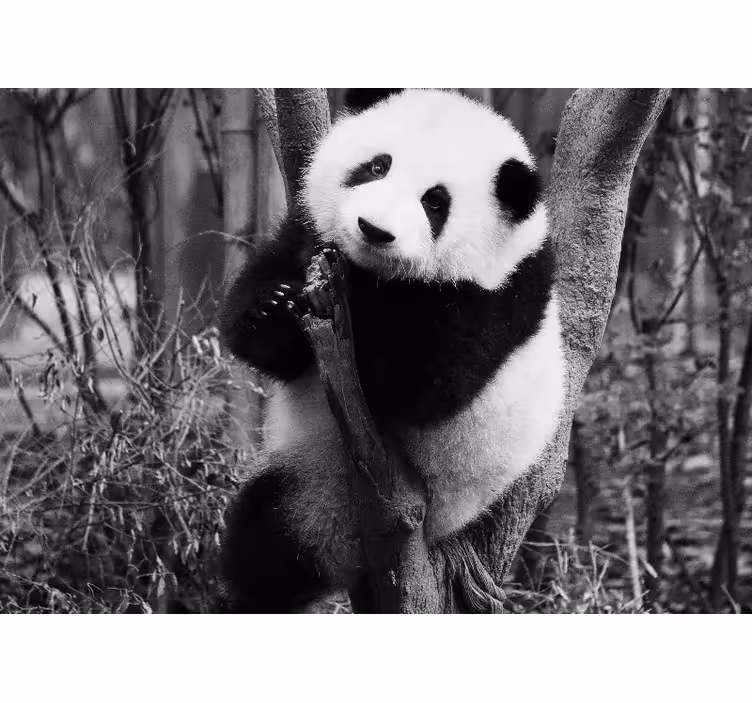 Animal wall mural panda in a tree - TenStickers